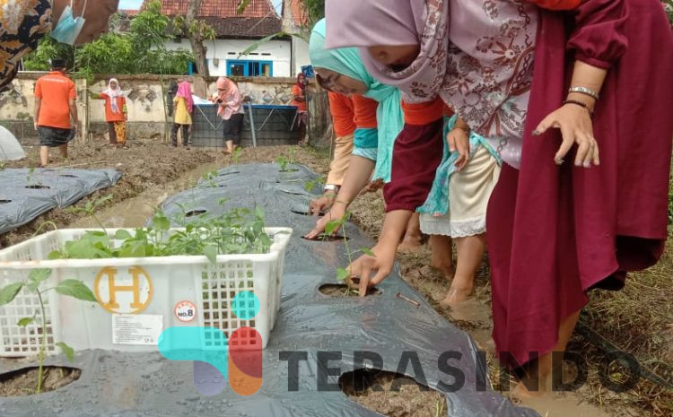  Maksimalkan Pekarangan Rumah, DKPP Sumenep Adakan Demplot Pekarangan Pangan Lestari (P2L) di 5 Kecamatan