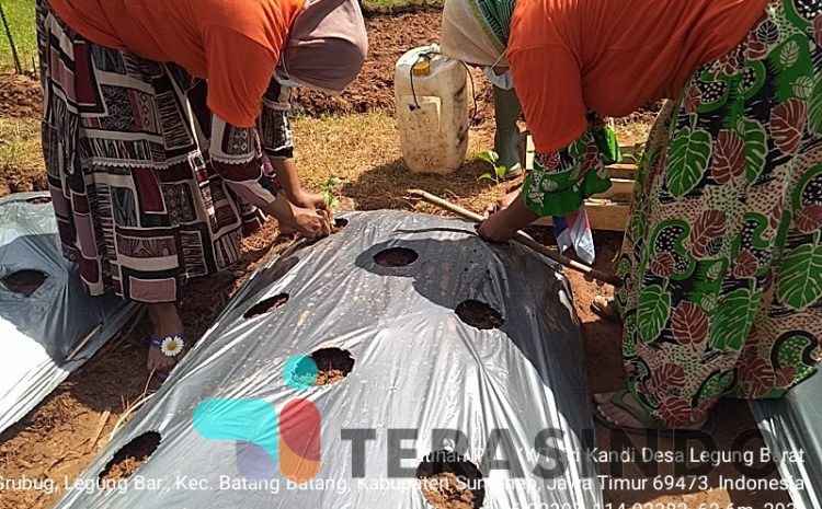  DPKP Provinsi Jatim Adakan Demplot Bersama KWT Kecamatan Batang-Batang Kabupaten Sumenep  Untuk Memaksimalkan Program P2L