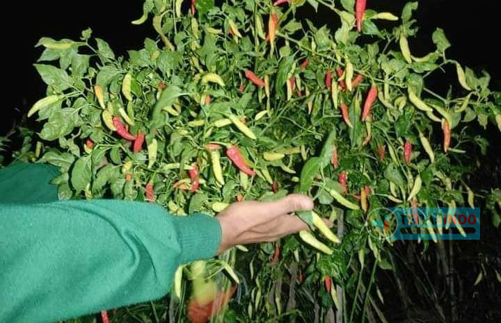  Harga Cabai Melambung Naik, Petani di Rubaru Sumenep Panen Lebih Awal Agar Untung