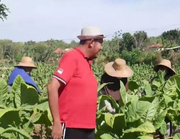  Hasil Panen Dan Harga Tembakau Baik, Bupati Sumenep Tegaskan Tak Ada Lagi Permainan Harga dan Pengambilan Sampel Tembakau Terlalu Banyak