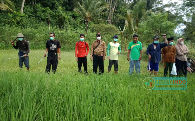  Menjaga Kesuburan Padi , Gapoktan Lakukan GERDAL OPT