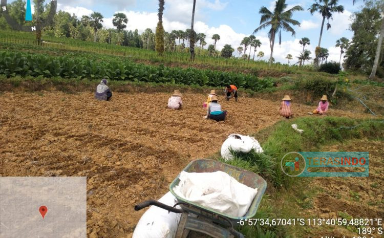  Petani Bawang Merah Pasongsongan Sudah Mulai Tanam Proyek Upland 2023