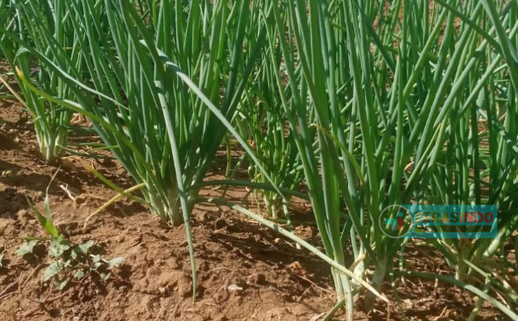 Gapoktancam Bindara Saod Pasongsongan Siap Sukses Panen Bawang Merah Proyek Upland 2023