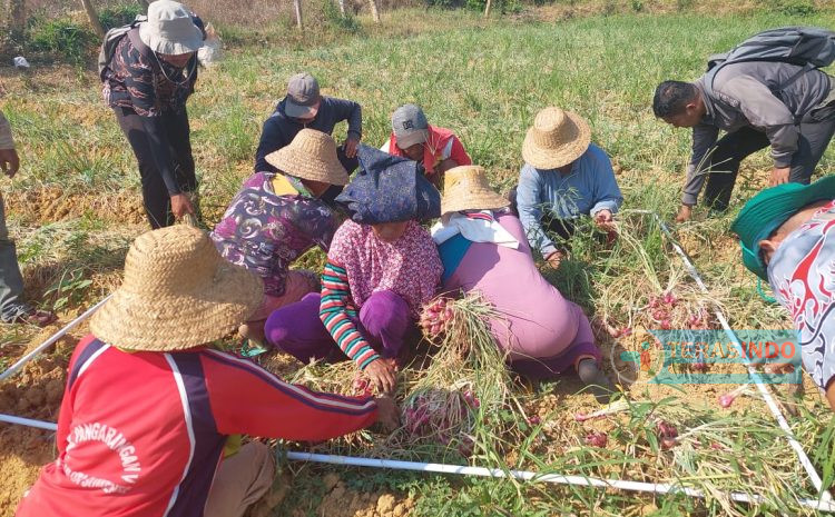  Pentingnya Pemupukan yang Tepat untuk Pertumbuhan Bawang Merah yang Optimal