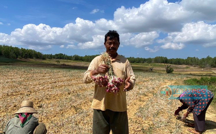  Panen Bawang Merah Program UPLAND Projeck 2023 Di Desa Cempaka Pasongsongan