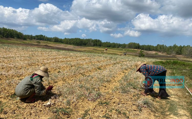  Panen Bawang Merah Program UPLAND Projeck 2023 Di Desa Cempaka Pasongsongan