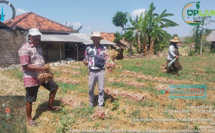  KWT Putri Bumi Panen Bawang Merah Projek Upland 2023