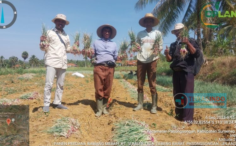  Berkat Bimbingan DKPP, KT Sumber Tala Berhasil Memanen Bawang dari Proyek Upland 2023