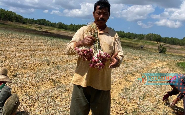  Panen Bawang Merah Program UPLAND Projeck 2023 Di Desa Cempaka Pasongsongan