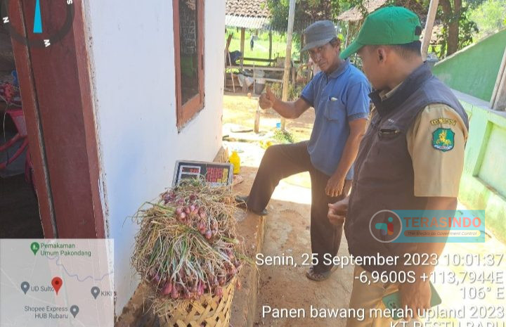  Poktan KT Restu Baru Banasare Sumenep Panen Bawang Merah UPLAND Projek 2023