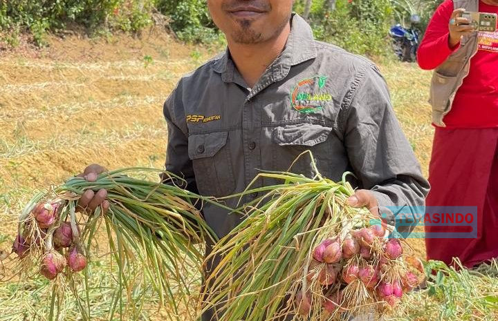  Poktan Kt Barokah Mengaku Puas Dengan Hasil Panen Bawang Merah UPLAND Projek 2023