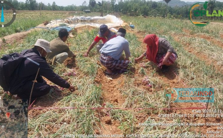  Panen Bawang Merah Projek UPLAND 2023,KWT Kendedes Berhasil Meningkatkan Kualitas
