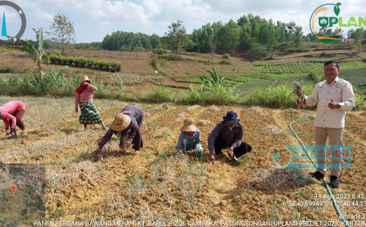  Ketua KT Babul Rizki Bersyukur, Panen Bawang Merah Projek Upland 2023, Hasilnya Memuaskan