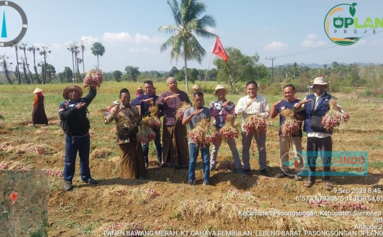  KT Cahaya Rembulan bersama BPP Pasongsongan Panen Bawang Merah Varitas Tajuk