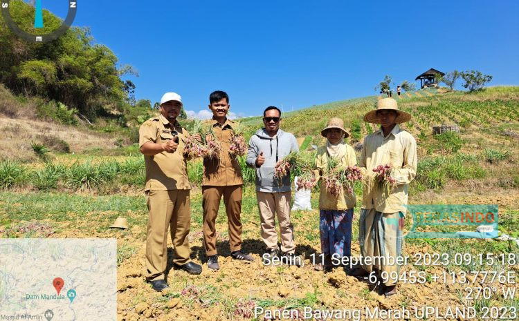  Kelompok Tani Tolibul Mal Mandala Sumenep Panen Bawang Merah Upland Projek 2023