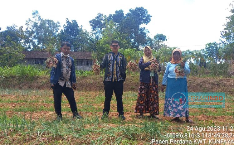  Kwt Kun fayakun Matanair Sumenep Berhasil Panen Bawang Merah Merah di Lahan Persawahan Upland Projek 2023