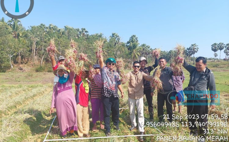 Poktan Alfatir Basoka, Binaan BPP Kecamatan Rubaru Sumenep Panen Bawang Merah Upland 2023
