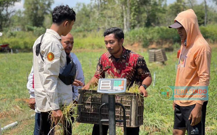  Tanam Bawang Merah Upland 2023,Poktan Sumber Telas Gunakan Sistem Sprinkler