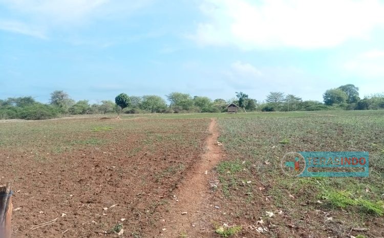  Petani Pulau Saebus Desa Saur Saebus Kec. Sapeken Kab. Sumenep. Jawa Timur. Cemas dengan tidak adanya hujan di bulan desember.