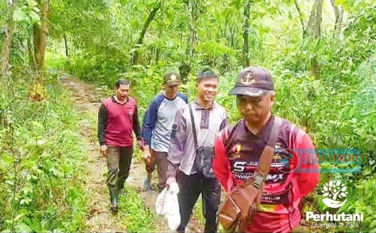  Perhutani dan BBKSDA Lepasliarkan Ular Piton di Hutan Sumenep