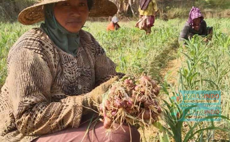  Keberlanjutan Manfaat UPLAND Projek DKPP Sumenep untuk Kemakmuran Petani Bawang Merah