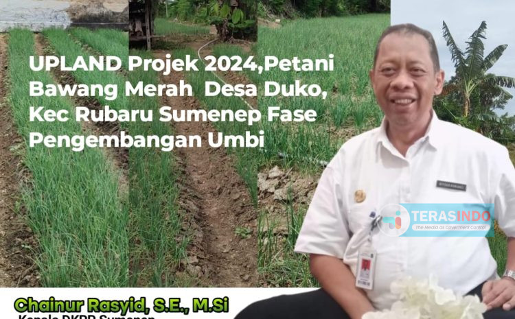  UPLAND Projek 2024, Petani Bawang merah Duko, fase Pengembangan Umbi