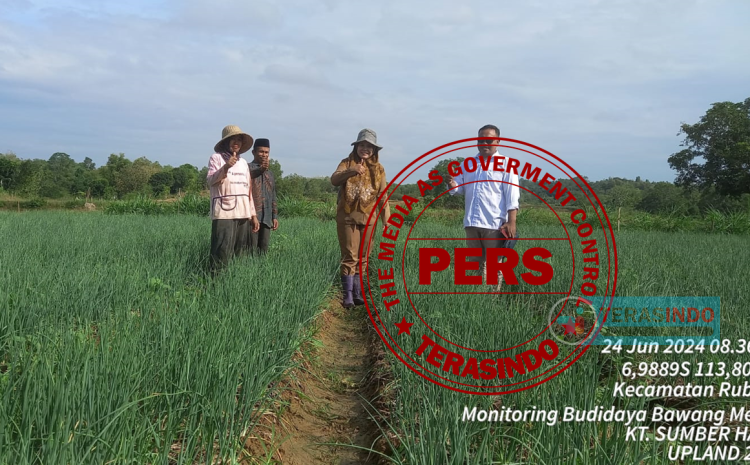  Hadirnya Program Upland Project Dongkrak Budidaya Bawang Merah Desa Matanair Sumenep