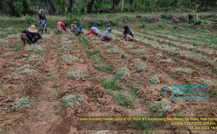  Harga Bawang Merah Tinggi, Petani di Kecamatan Rubaru Meraup Untung
