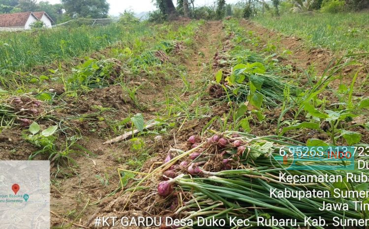  Proyek UPLAND Sumenep Berhasil, Ketua Poktan Gardu Duko: Alhamdulillah, Kita Sudah Panen Dari Bibit Bantuan Pemerintah dan Hasilnya Sangat Memuaskan
