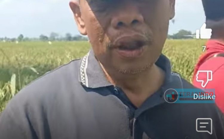  Kepala DKPP Sumenep Kunjungi Lokasi Demplot Benih Padi HMS 700