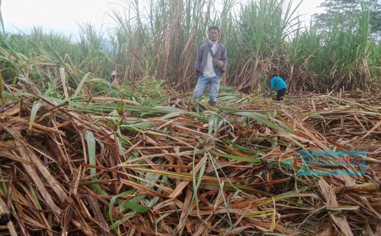  Daeng Supuk, Siap Berperan Aktif Sukseskan Pertanian Tebu di Banyuwangi