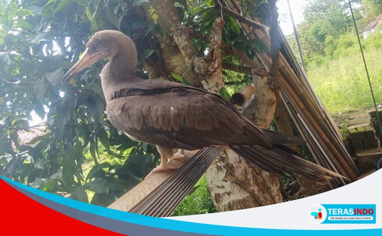  – Burung Misterius yang Belum Dikenal Jenisnya Muncul di Tengah Pemukiman