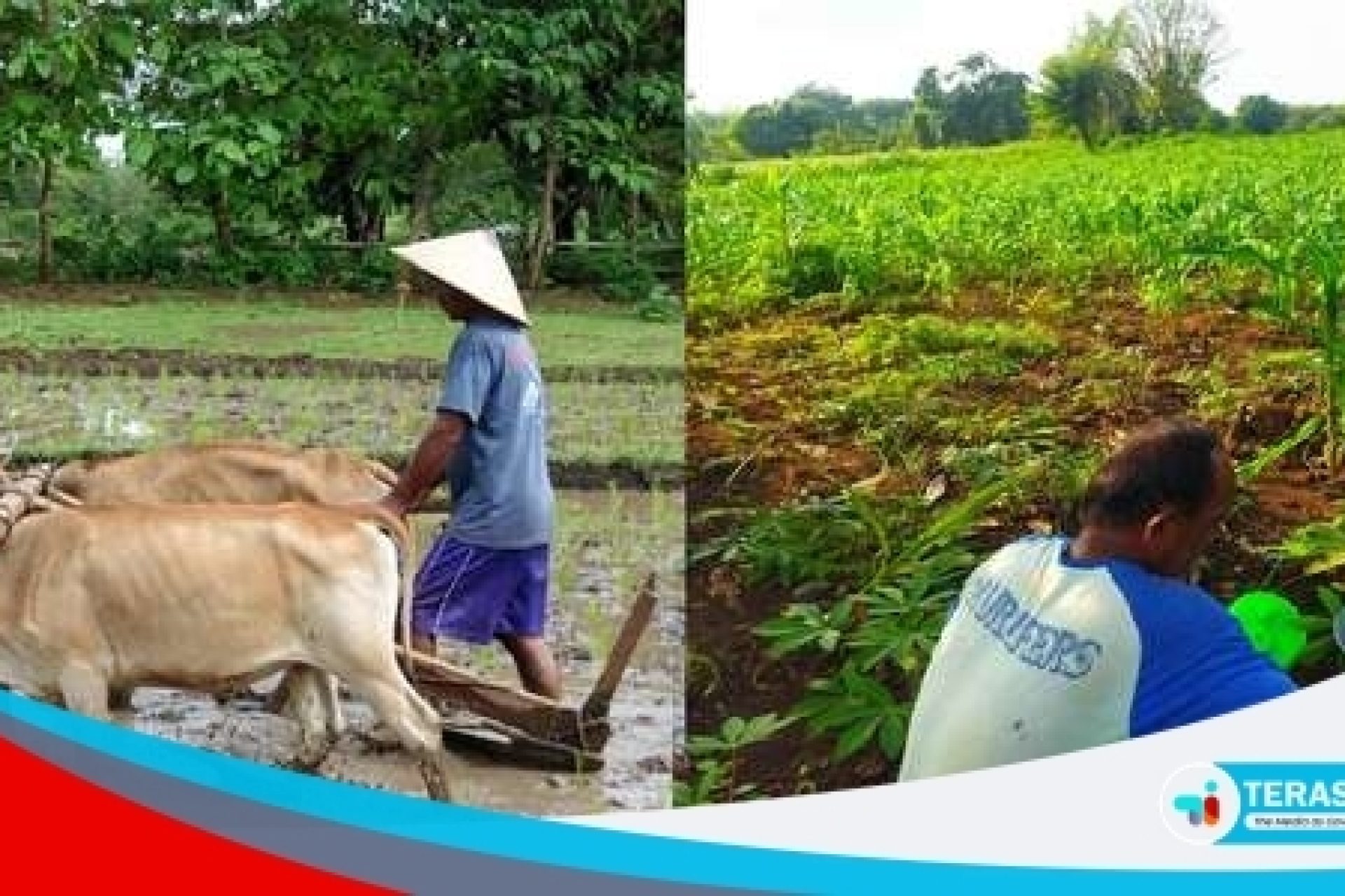 petani_ringan_600