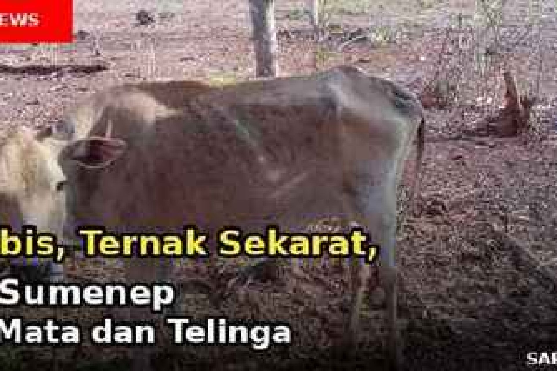 sapeken_web_super_ringan